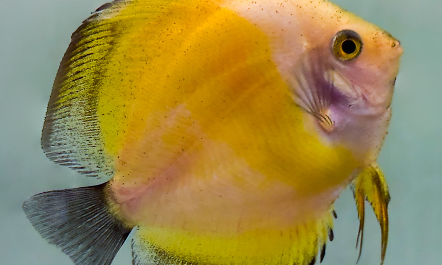 ЗАЧЕМ В АКВАРИУМЕ ГРУНТ И КАК ЕГО ВЫБРАТЬ?