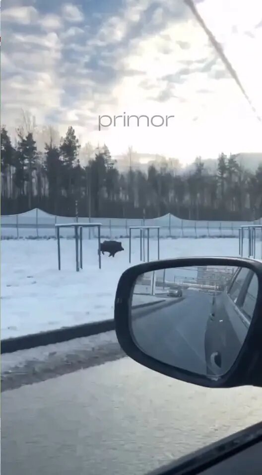    Фото: скриншот из видео в телеграм-канале «Наш Приморский район»