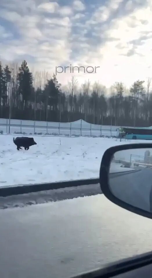    Фото: скриншот из видео в телеграм-канале «Наш Приморский район»