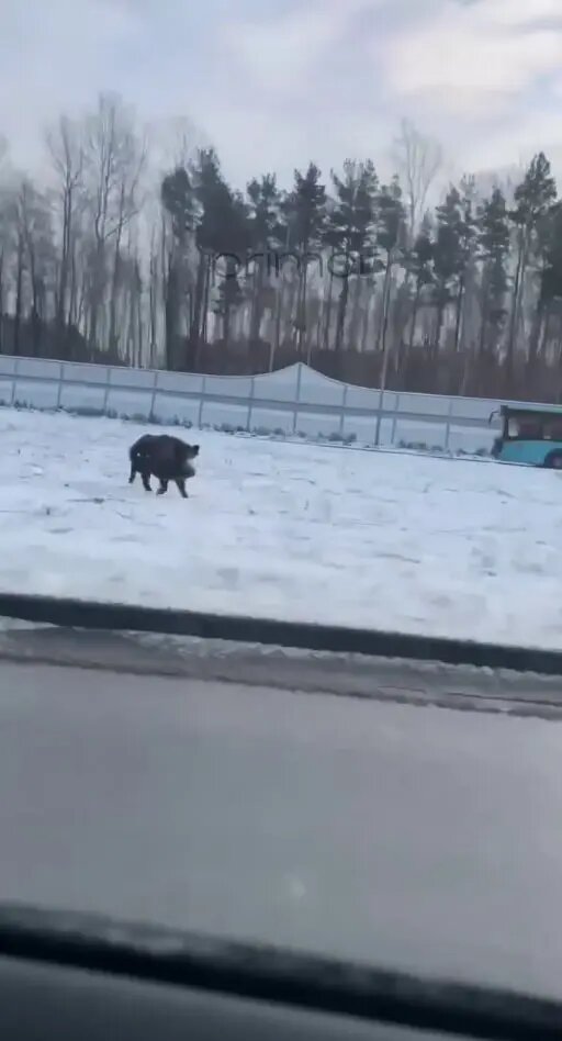    Фото: скриншот из видео в телеграм-канале «Наш Приморский район»
