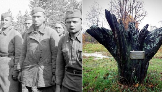 В глухих лесах находится маленькое поселение Дикий. В Диком имеется всего одна достопримечательность: 300-летний дуб, вкопанный корнями вверх, а срезом ствола в землю. На дереве стальная табличка с надписью: «Репрессированным родителям. Благодарные потомки». Исторически памятник считается позорным и единственным в мире, установленным в честь дезертиров.