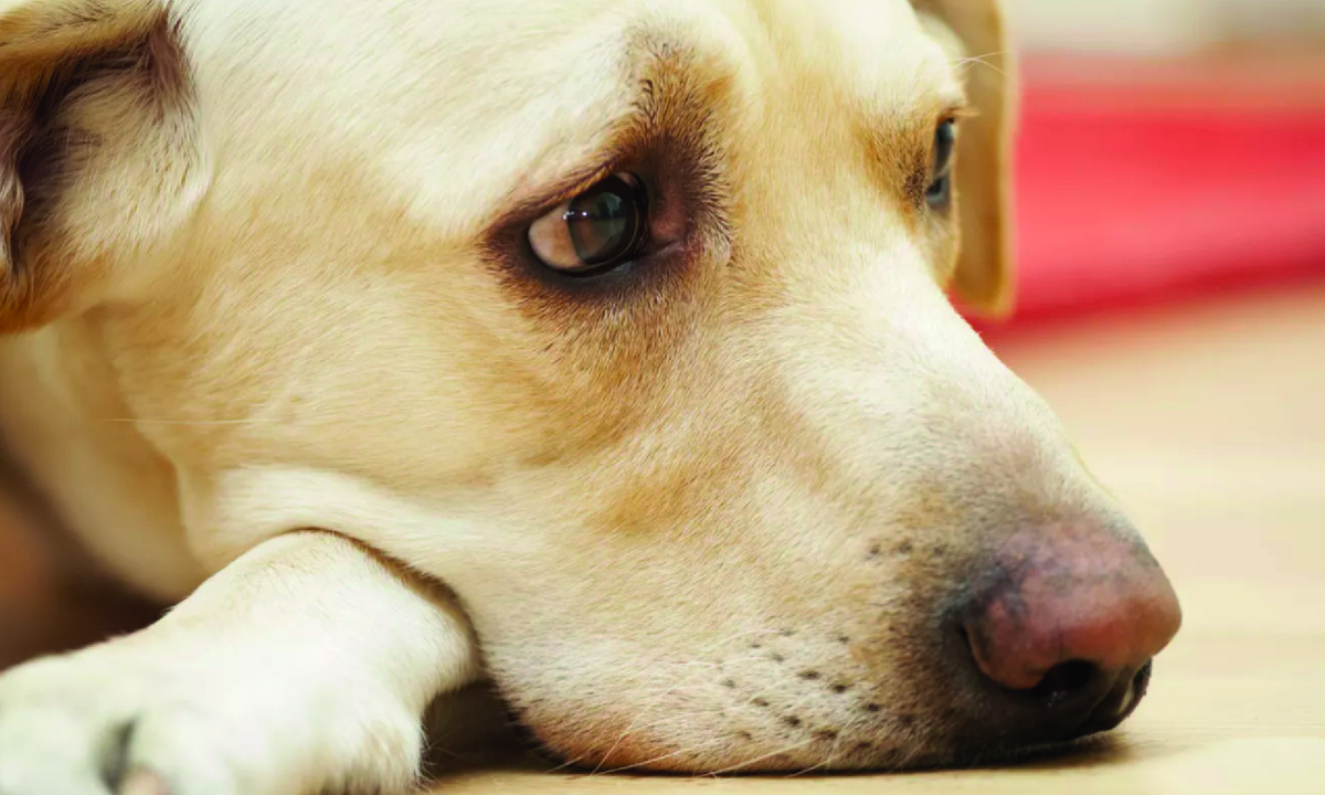 Фото: Depositphotos.com, Chalabala.