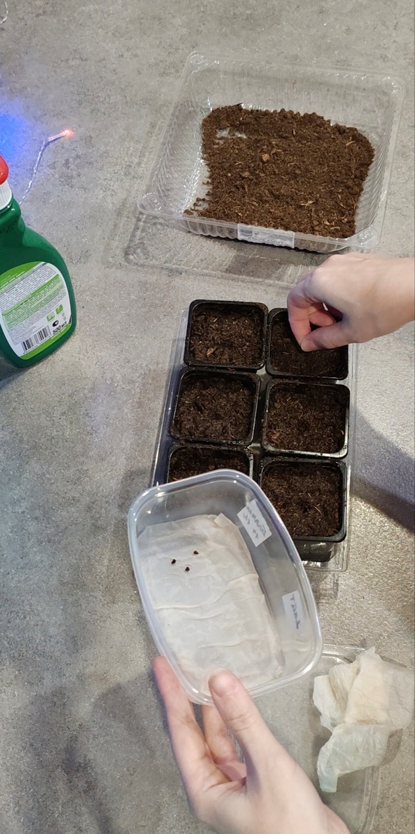 Каждому семечку – свой «домик»