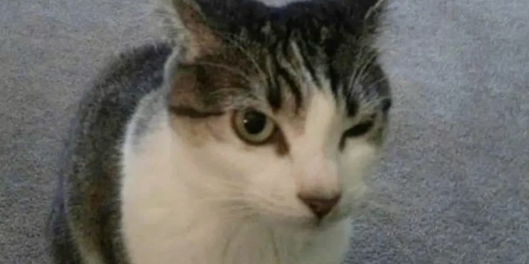 Критика котов неизбежна. Или как 9 хвостатых бесцеремонно осуждают вас