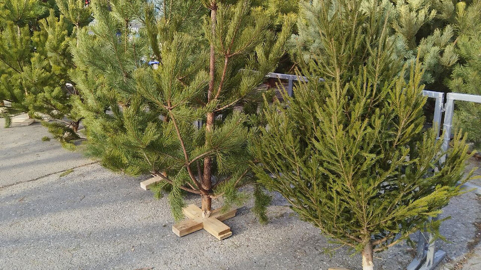 Фото: «Ъ-Кубань»