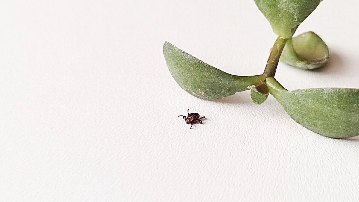    Укус «клеща-елочника» может привести к заражению энцефалитом   1MI