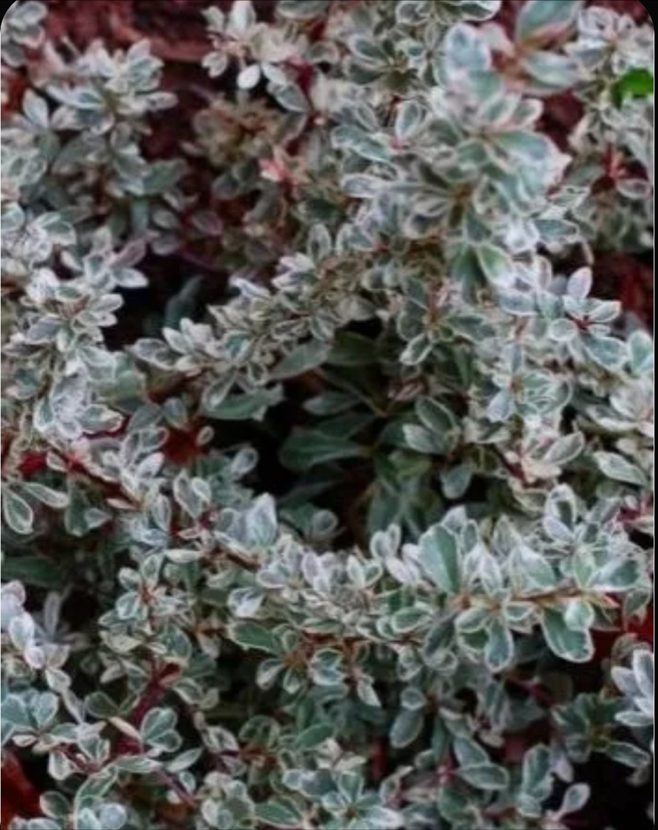 Пираканта вариегатная Sparkler