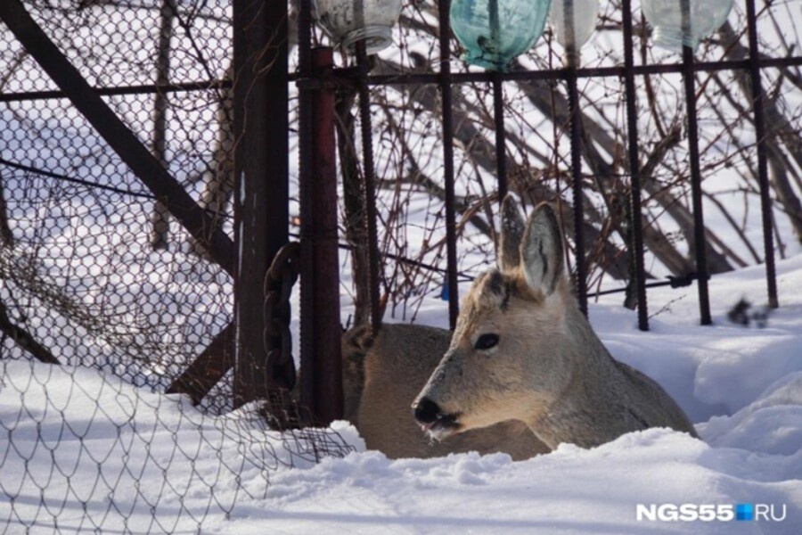    Фото: Евгений Софийчук, источник: NGS55.RU