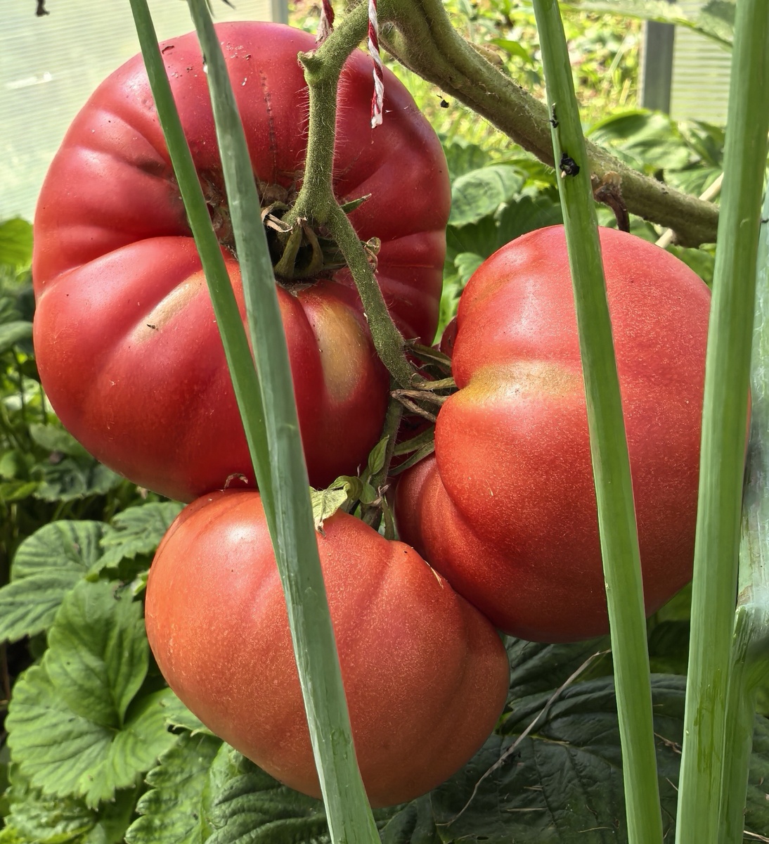 Фантастический Фила