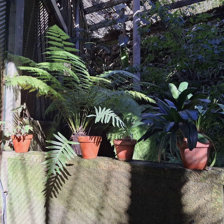 Некоторые растения в теплице