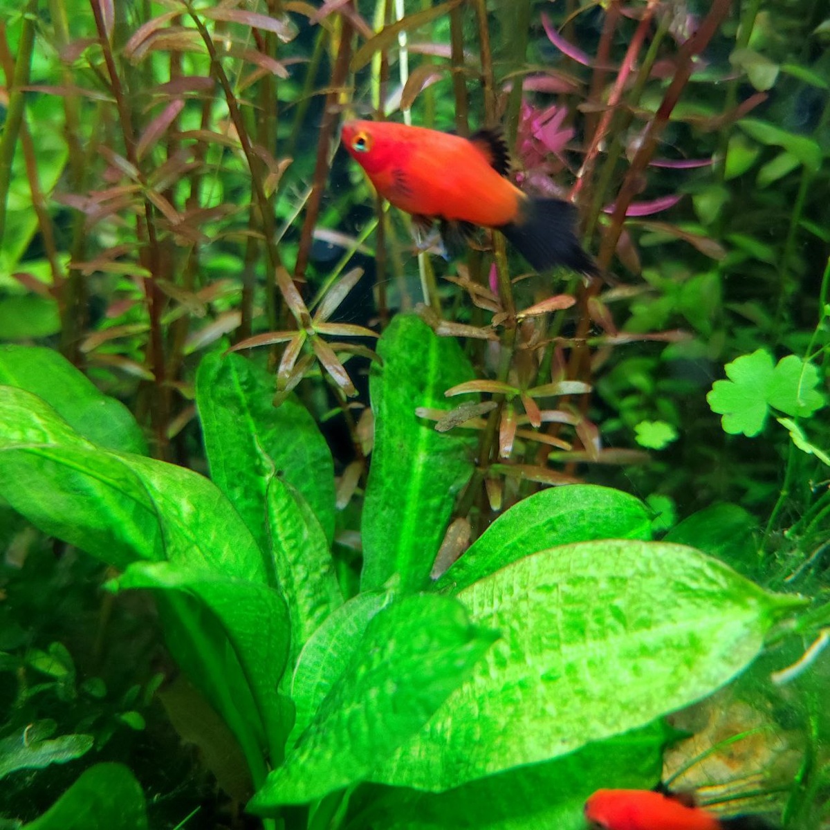 Эхинодорусы берут питание из листьев после пересадки 