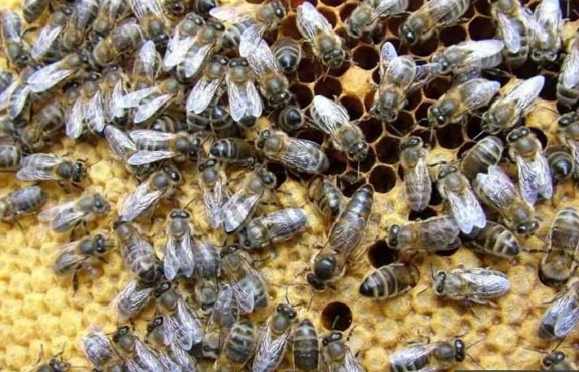 Среднерусская (тёмная европейская лесная пчела)