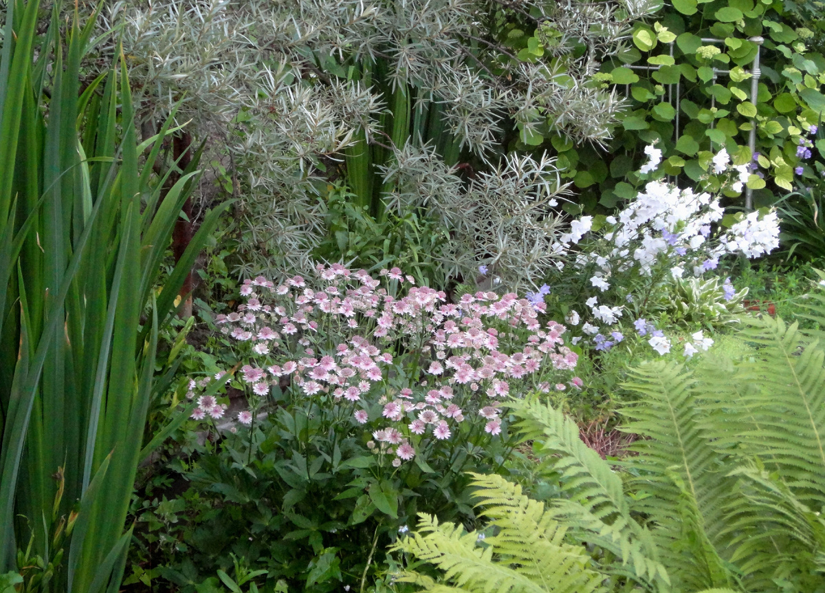 2013 год. В моём саду на берегу ручья уже разрослась астранция.