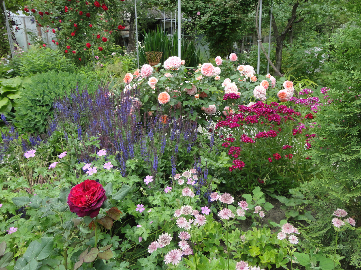 2015 г. Роза Чиппендейл и астранция.