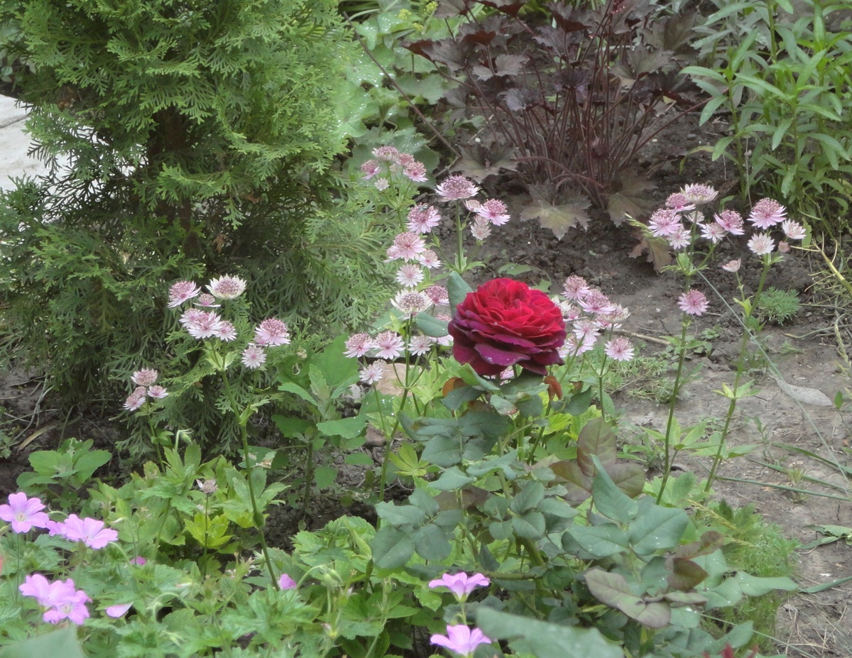 Рядом с астранцией молодой куст розы Астрид графин фон Хандерберг.