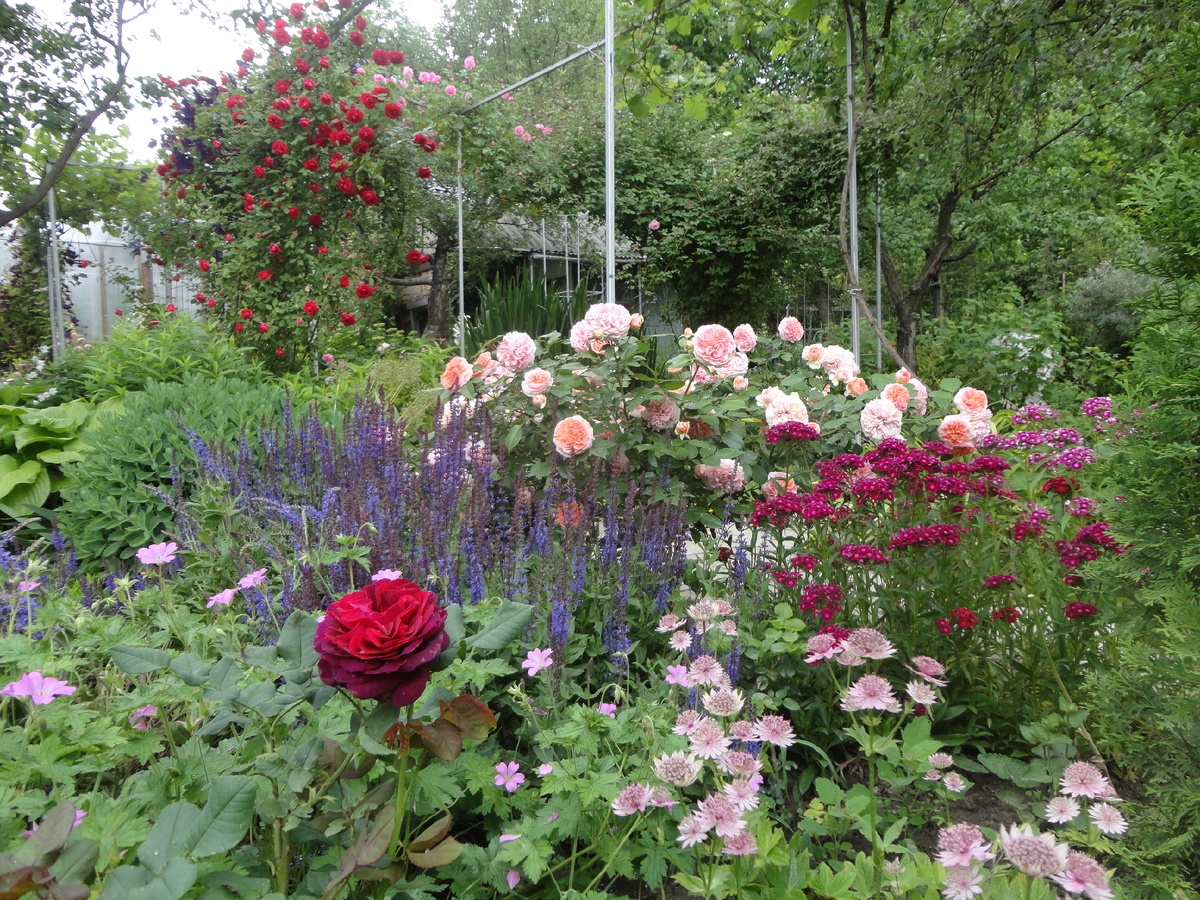 2015 г. Общий вид розария.