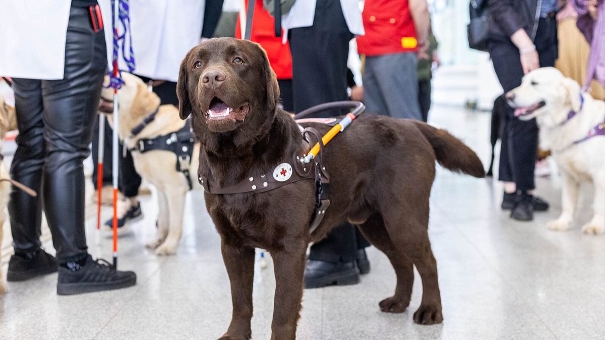    Источник: Пресс-служба Департамента транспорта и развития дорожно-транспортной инфраструктуры города Москвы