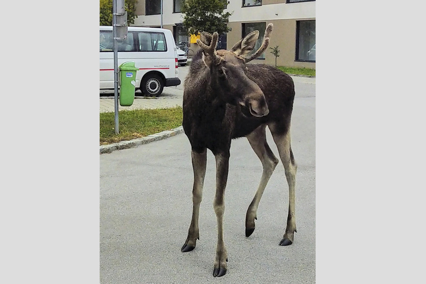    Лось Эмиль в Австрии    
Фото: Armand Colard / CLEANVEST