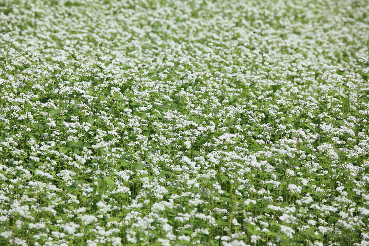 Фото: pxhere.com