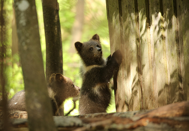 Тверской биоцентр: шесть беспечных медвежат жить на воле не спешат
