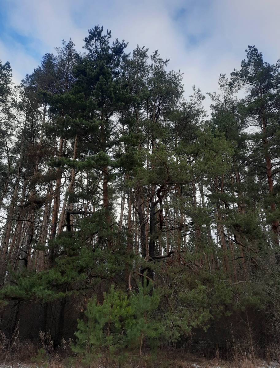 Сосновый бор. Фото автора 