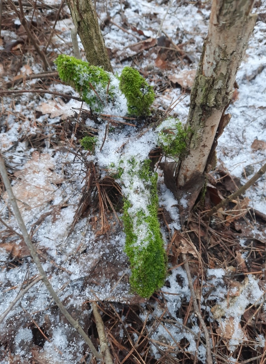 Зелёный Чебурашка... Фото автора 