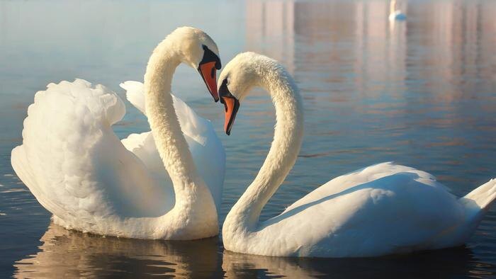 Обложка © Фото © Shutterstock / FOTODOM / Ira Kalinicheva