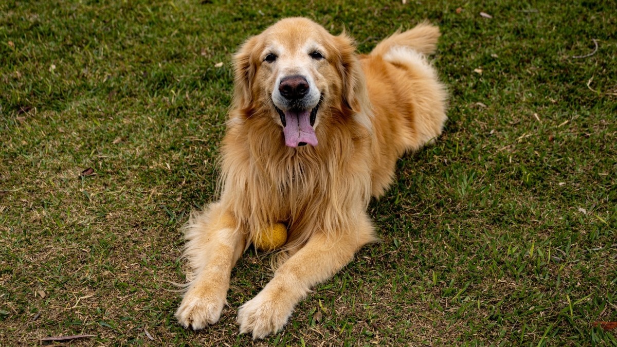Золотистый ретривер