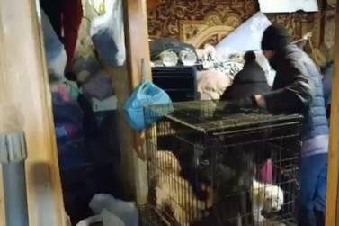 Фото © VK / Приют «HELP TLT» г. Тольятти