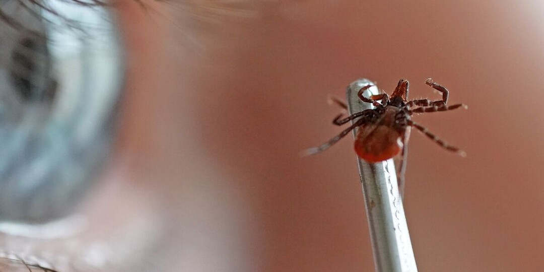 Невидимая угроза. Врач рассказал, зачем нужно проверять елку на наличие клещей