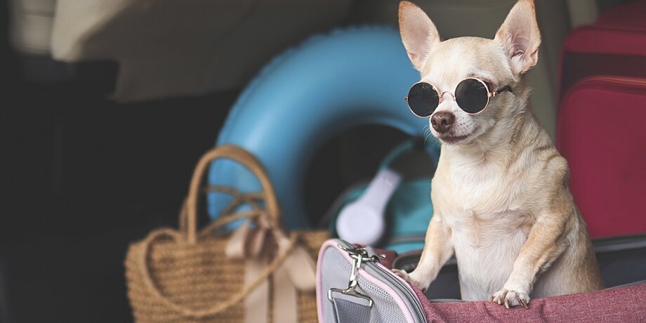    Фото: 123RF.com/phuttharak