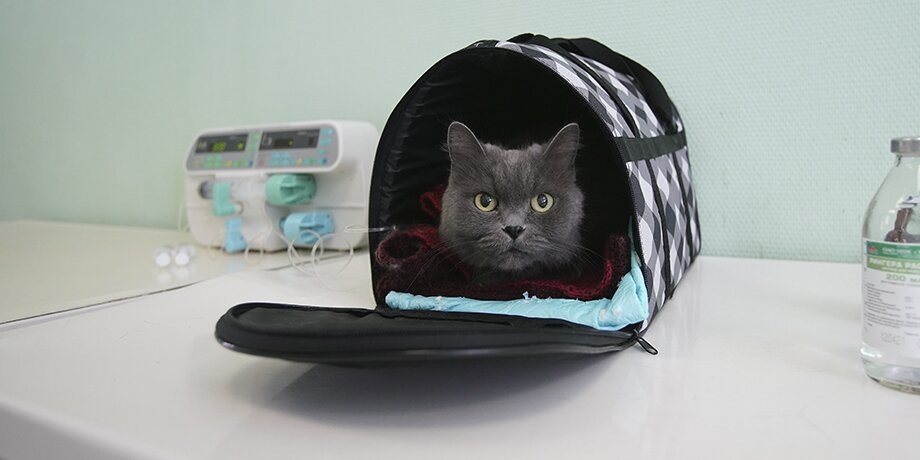    Фото: портал мэра и правительства Москвы/Евгений Самарин