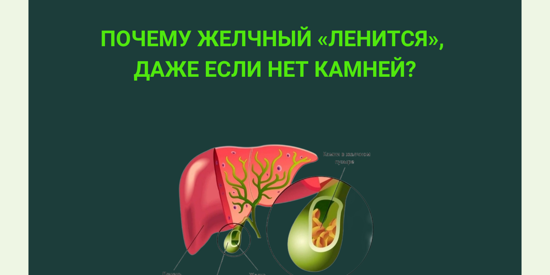 Почему желчный «ленится», даже если нет камней?