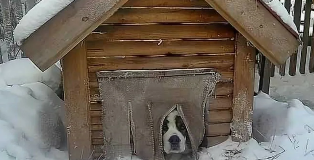 Сделали собаке будку с отоплением. Проще некуда, а некоторые варианты почти бесплатные