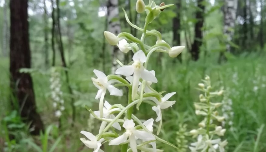 Дикая орхидея.