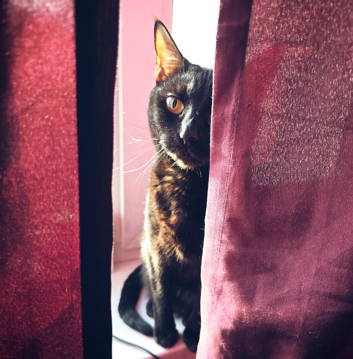 Кошка Фуга греется на солнце.