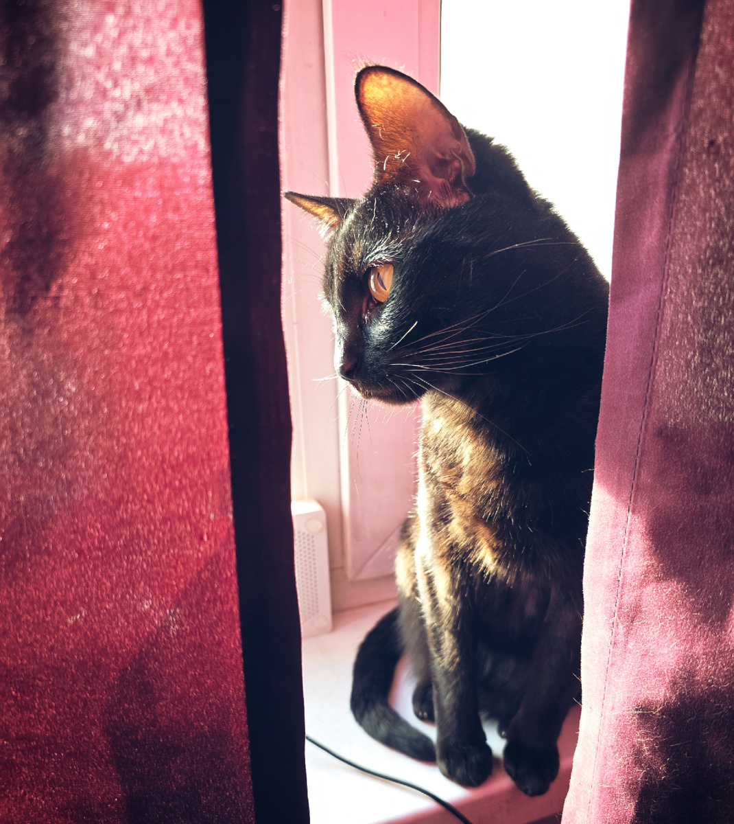 Даже черная шерсть становится яркой под прямыми лучами.