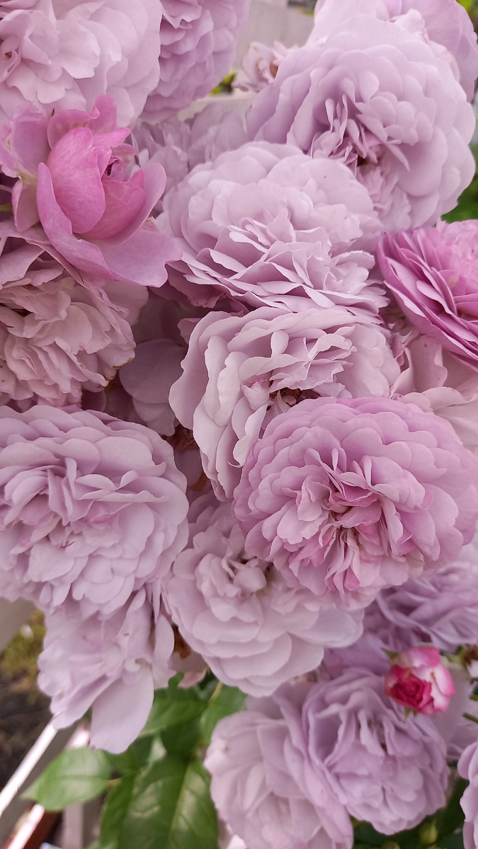 Лавандовый букет alt