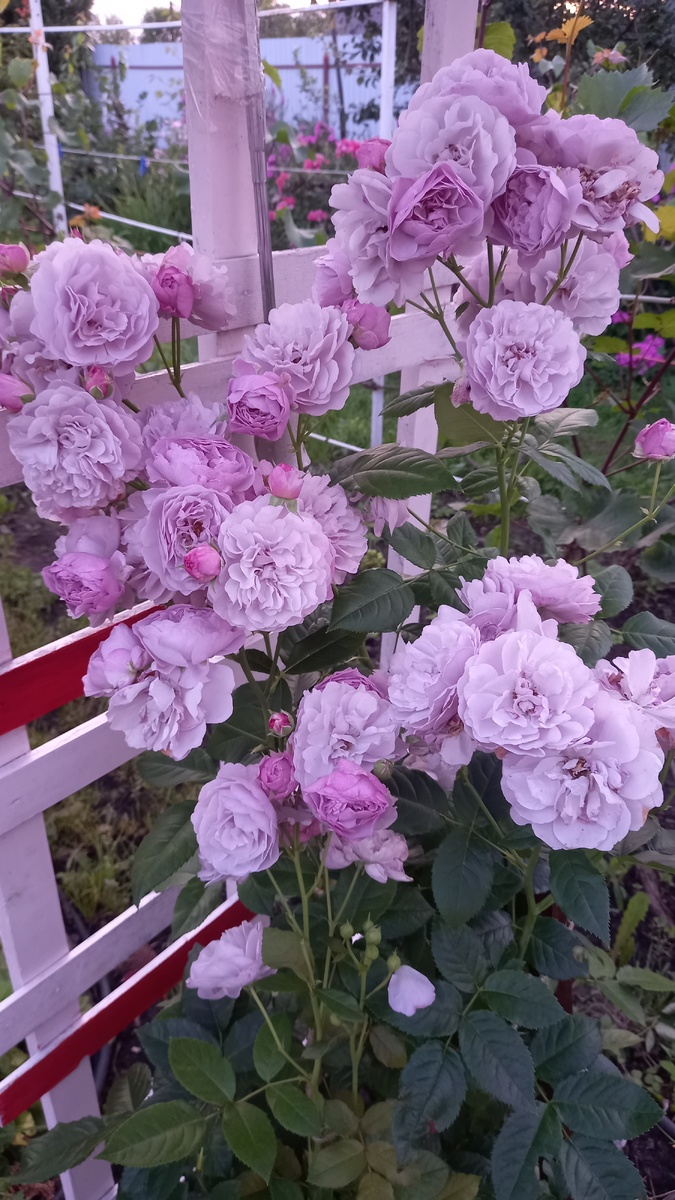 Мимо неё никогда не пройдешь... Она влечёт своей красотой..