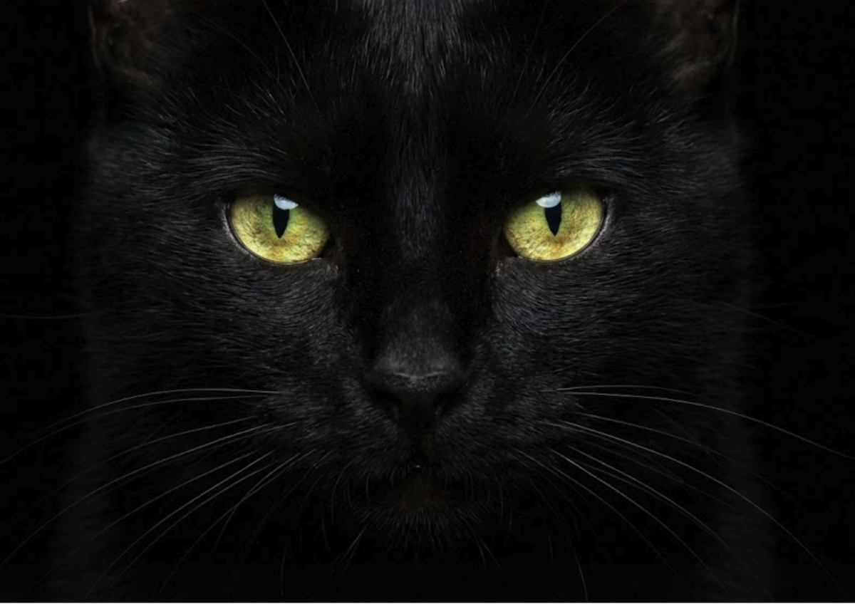 Тапетум и усы