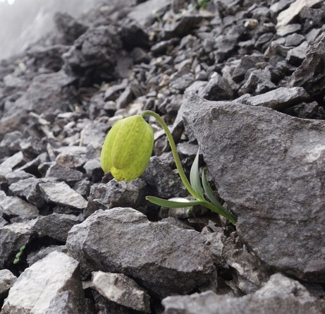 Рябчик Делавэя