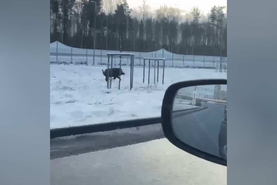    В Петербурге заметили упитанного кабанчика. Фото: t.me/primor_online