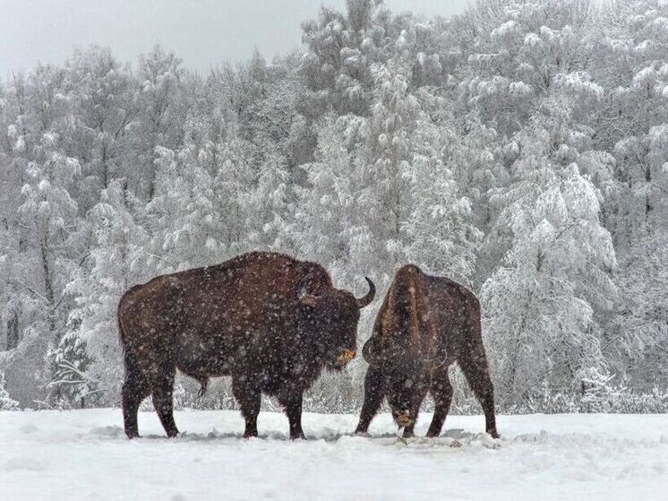     Фото: Национальный парк «Орловское полесье»