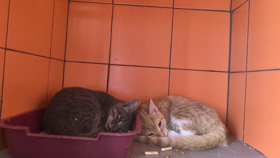 В отношении владелицы приюта под Ростовом возбудили уголовное дело