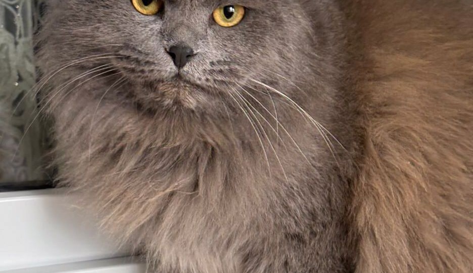 Пушистый британский котик срочно ищет дом!
