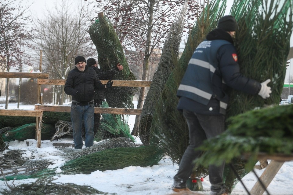    Подглядели, как за нелегальными торговцами елок охотятся. Алексей БУЛАТОВ