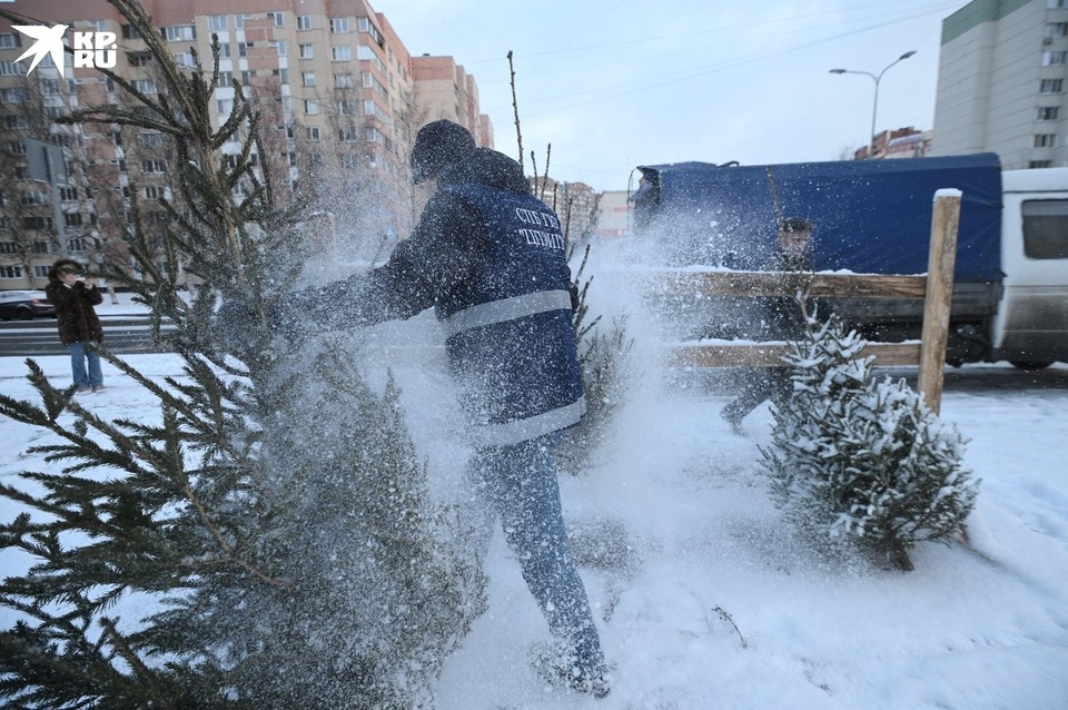   Всего 10 елок? Мы вернемся сюда еще вечером... Алексей БУЛАТОВ