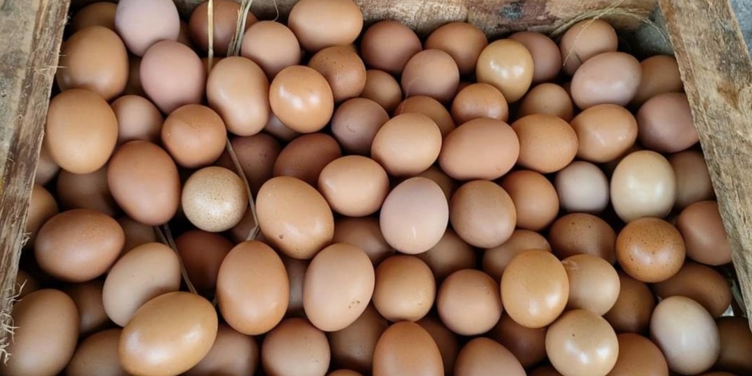 Сосед рассказал, что добавляет в мешанку курам один простой продукт. Проверил сам - теперь яиц столько, что некуда складывать