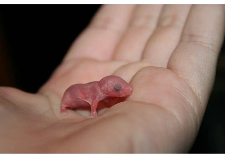 Я родился, но до сумки надо еще добраться😔