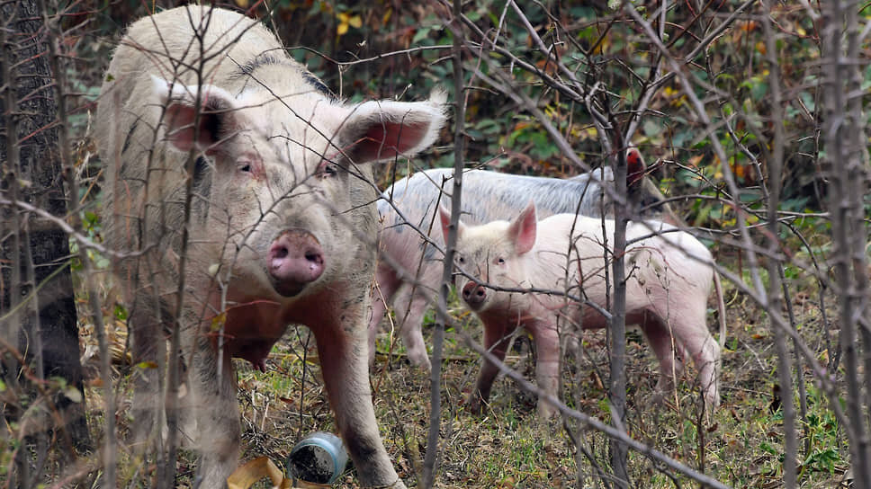 Фото: Анатолий Жданов / Коммерсантъ